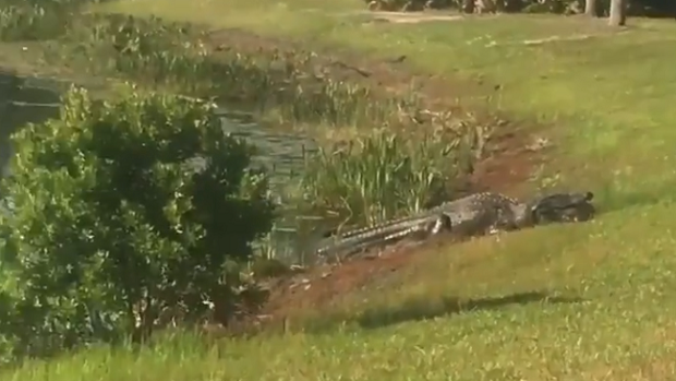 An Alligator is caught eating a turtle during a round of golf.