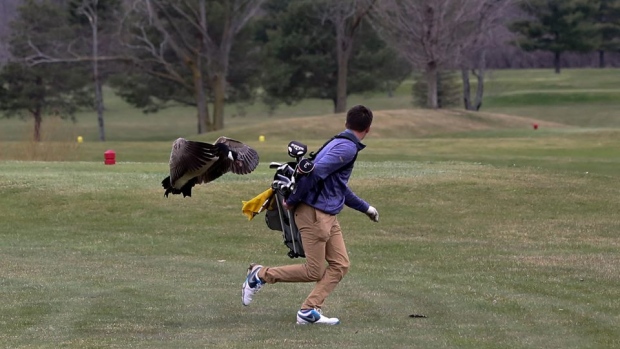 Goose attacks golfer