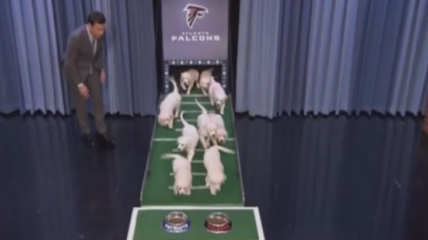 The puppies choose who will win Super Bowl LI on the Tonight Show