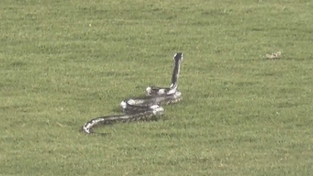 Snake on the field