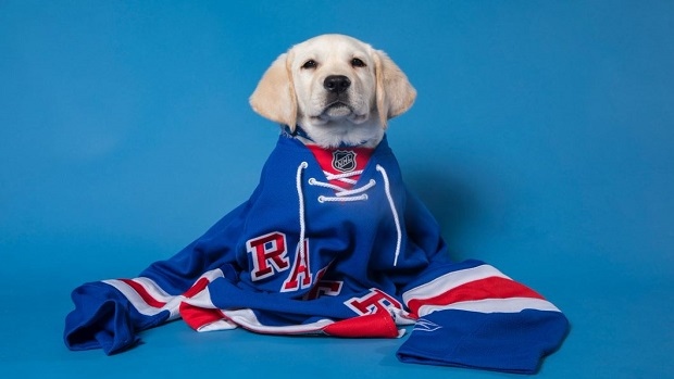 NY Rangers introduce adorable puppy 