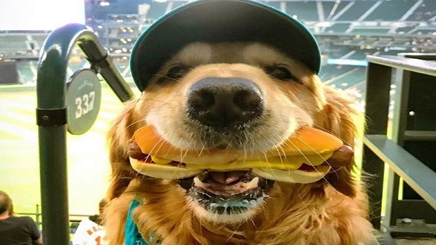 Adorable dog posing with a hot dog is proof why Bark at the Park