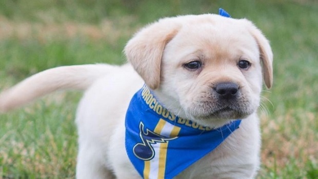 St. Louis Blues introduce adorable puppy they'll t
