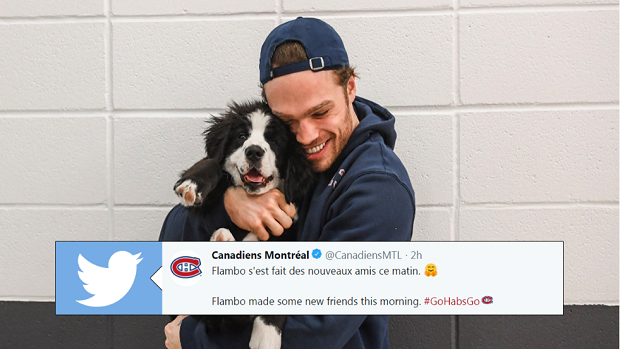 Flambo, a Montreal Canadiens Children's Foundation pup in training