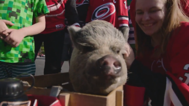 Hurricanes move to 5-0 with Hamilton the Pig in attendance
