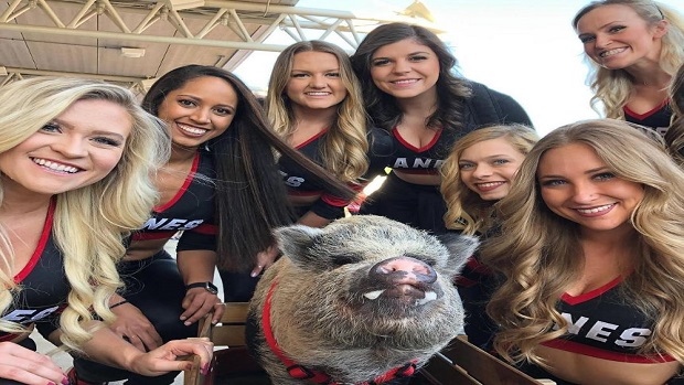Game day with Hamilton the pig, unofficial Carolina Hurricanes