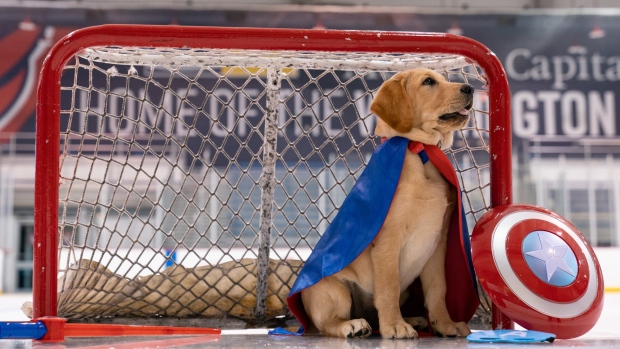 Capitals pup, Captain, attends final game as team dog
