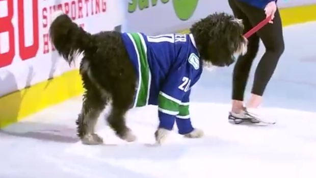 NHL, Dog, Nwt Canucks Dog Jersey