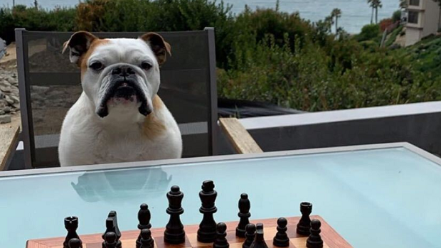 Dog Playing Chess