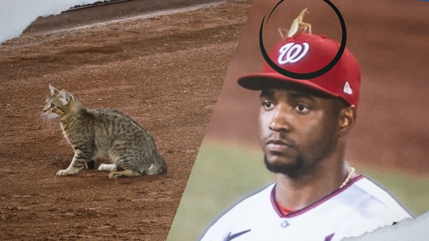 In the same night, a mantis sat on Victor Robles head while a cat ran loose at Yankee Stadium 