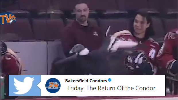 The infamous Bakersfield Condor.